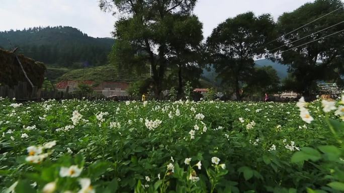 土豆地洋芋花