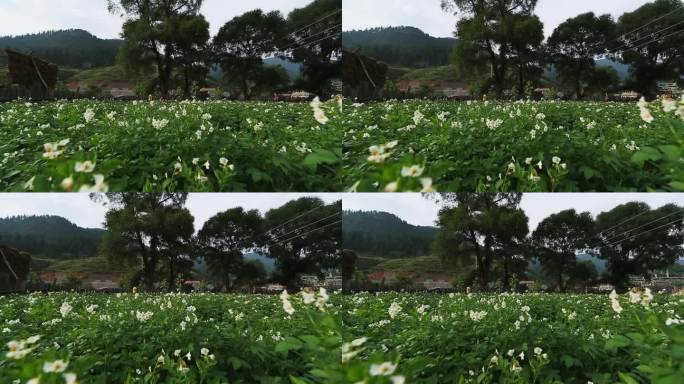 土豆地洋芋花