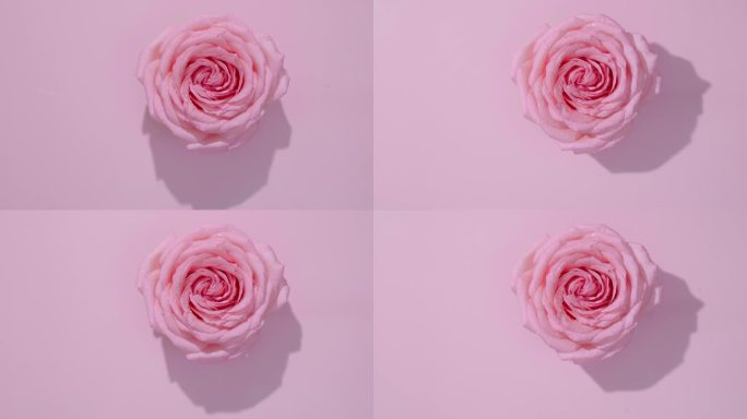 4k实拍粉红玫瑰唯美高级玫瑰花可商用