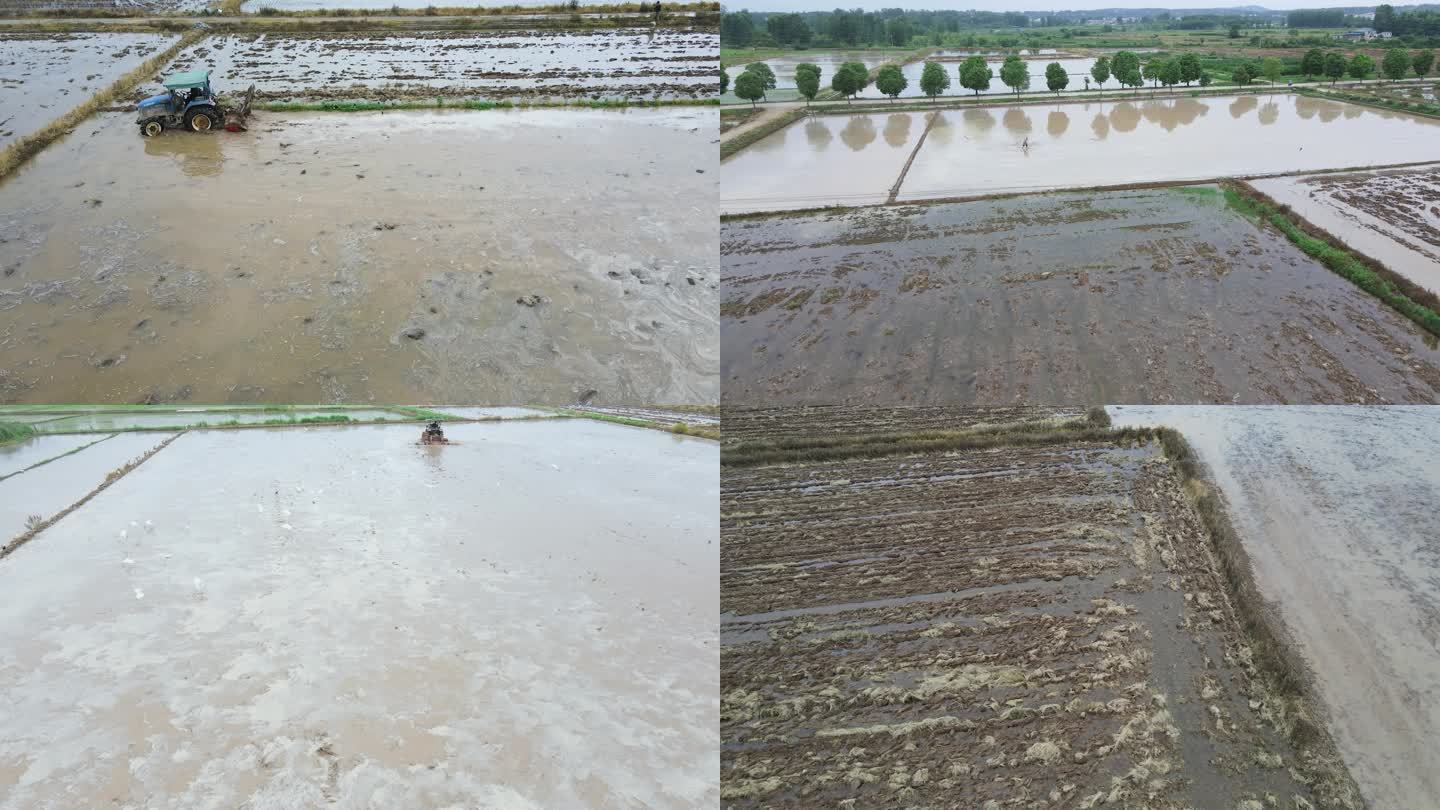 水稻田 稻田