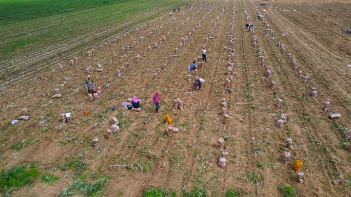 挖土豆 土地 种植