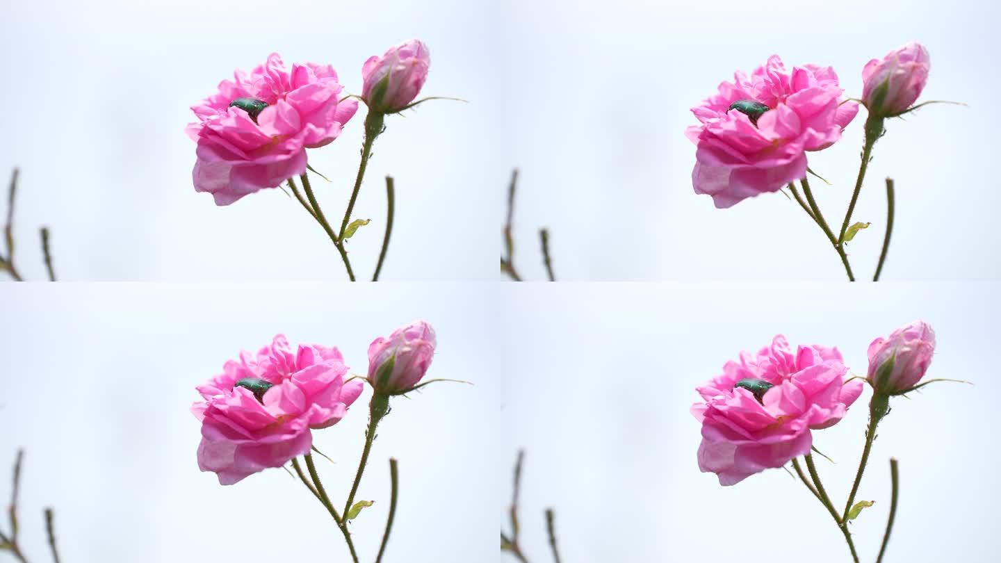 实拍唯美玫瑰空镜头4k素材