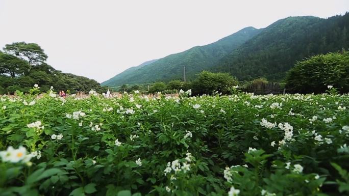 土豆地洋芋花