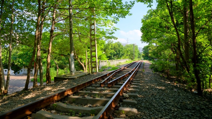 森林铁路铁轨穿过树林