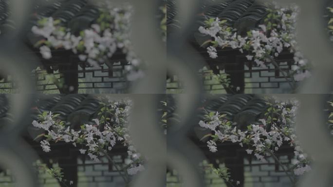 长亭的海棠花1