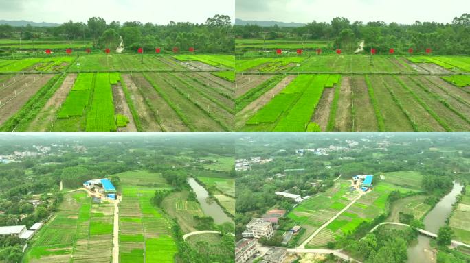 航拍秧苗种植基地