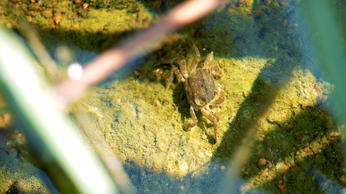 螃蟹芦苇湿地稻蟹野生螃蟹小溪环境视频素材