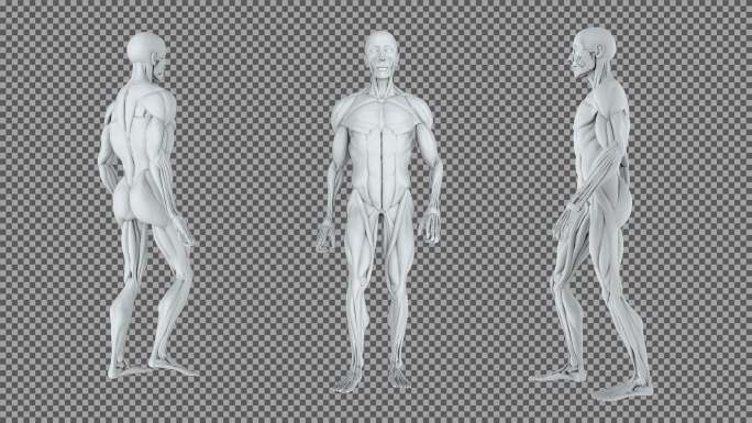4K解剖肌肉男性人体走路循环动画透明通道