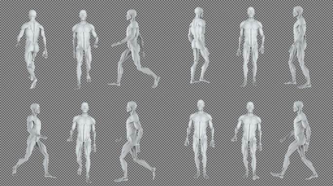 4K解剖肌肉男性人体走路循环动画透明通道