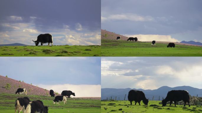牦牛在草原上吃草