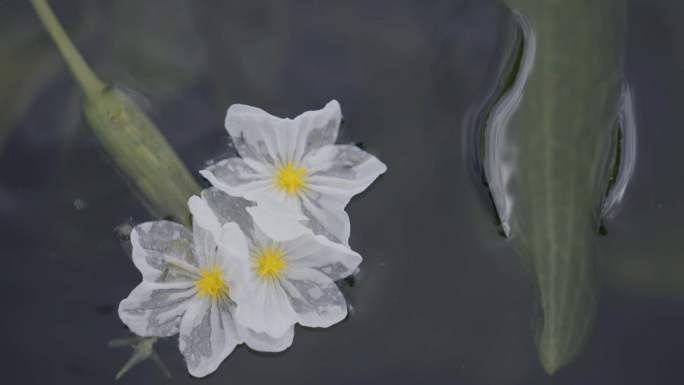 云南滇池海菜花4k