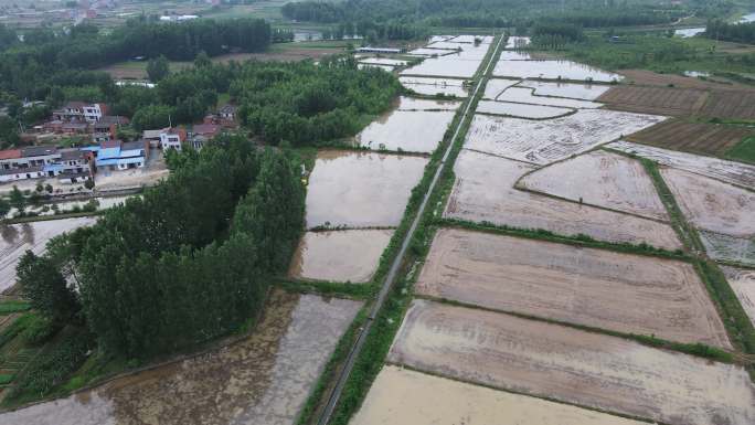 水稻田 稻田 航拍