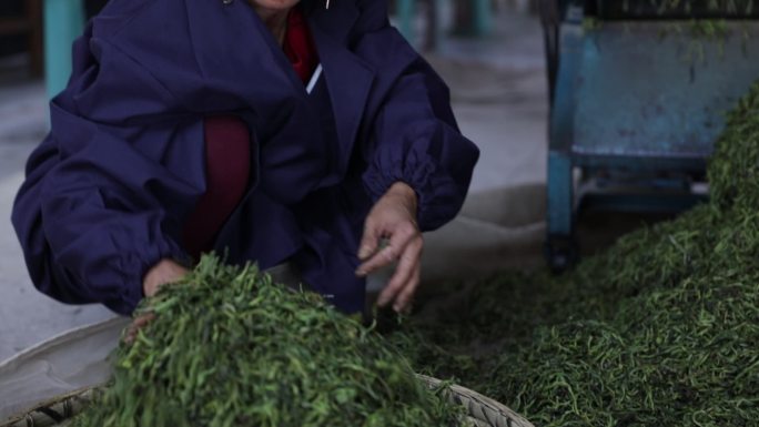 茶叶工人筛选第一视角人物特写中近景