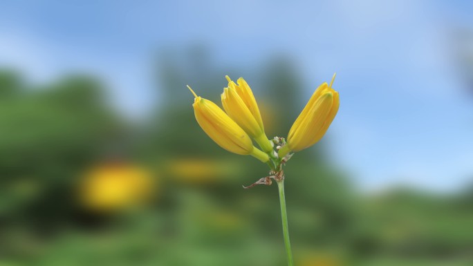 延时摄影萱草花开