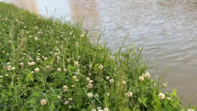 河边草地