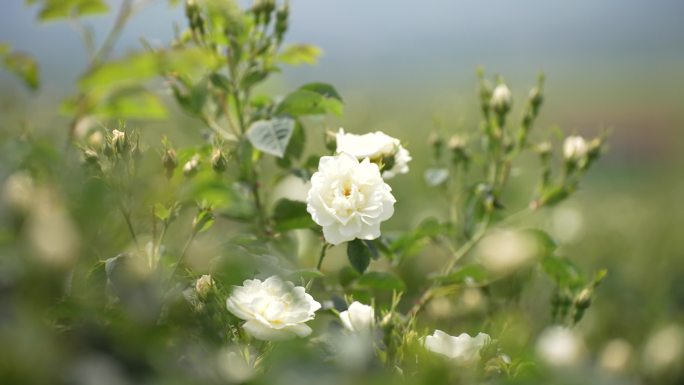 实拍白玫瑰唯美空镜头素材4k
