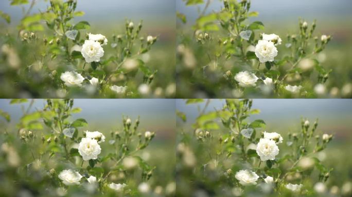 实拍白玫瑰唯美空镜头素材4k