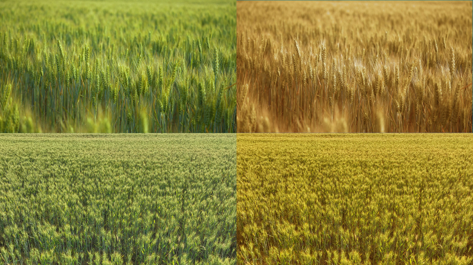 麦子由青到黄的演变 庄稼 小麦成熟过程