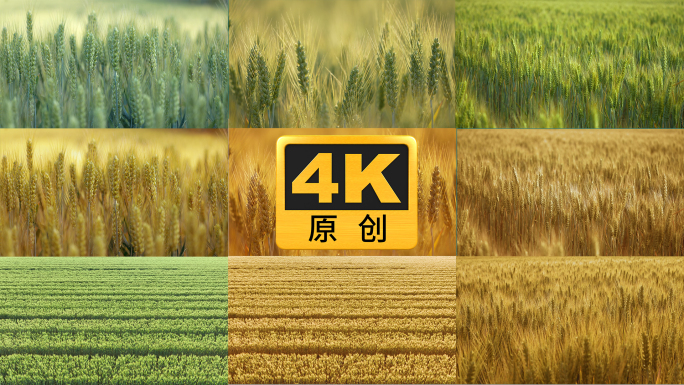麦子由青到黄的演变 庄稼 小麦成熟过程