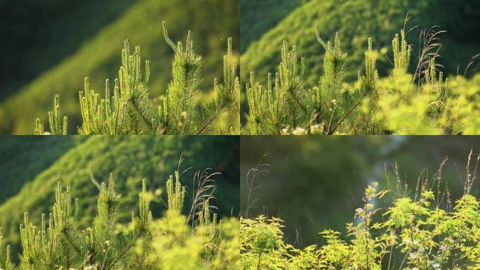 山间植物欣欣向荣日出阳光下的植物绿色