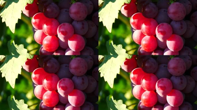 新疆瓜果系列---葡萄