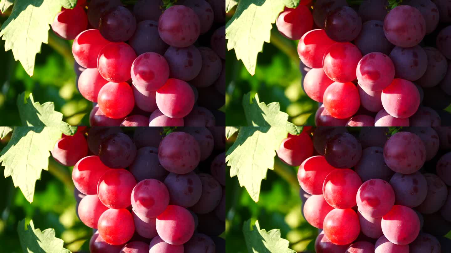 新疆瓜果系列---葡萄