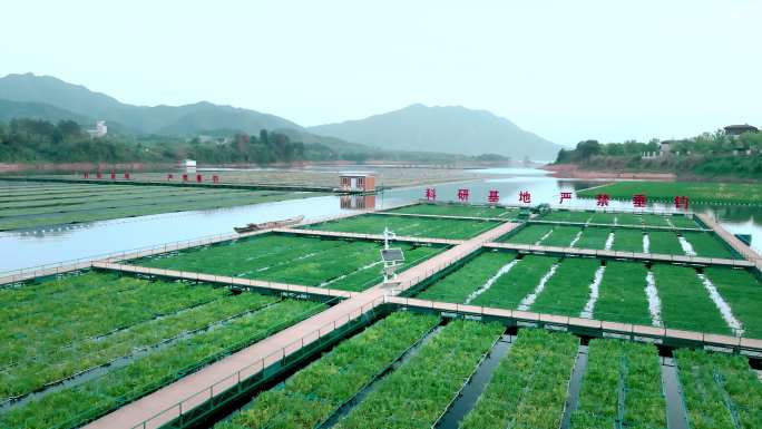 水上农田 科技农田 水培植物