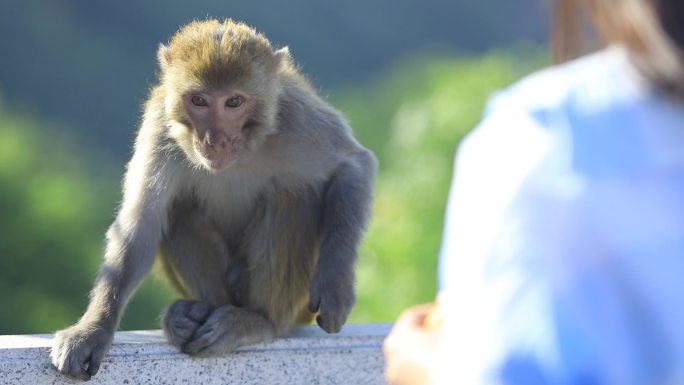 【4K】美女给猴子喂食
