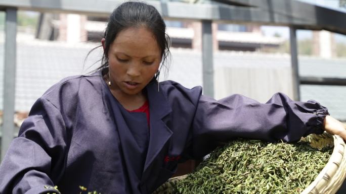 茶叶女工人劳动第一视角人物特写镜头