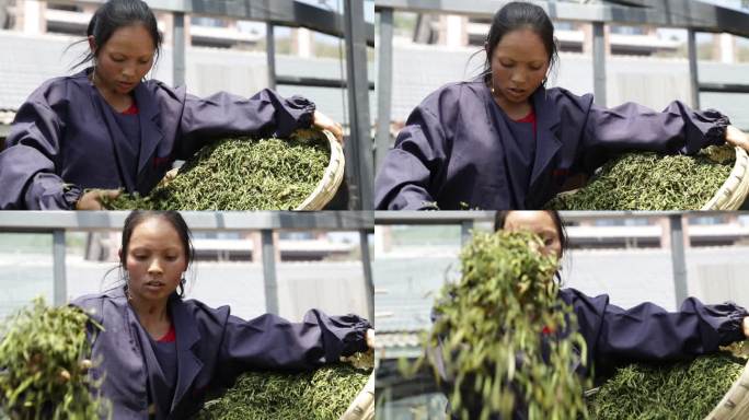 茶叶女工人劳动第一视角人物特写镜头