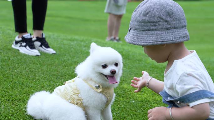 可爱的小狗狗和小朋友草地上小宠物人类朋友