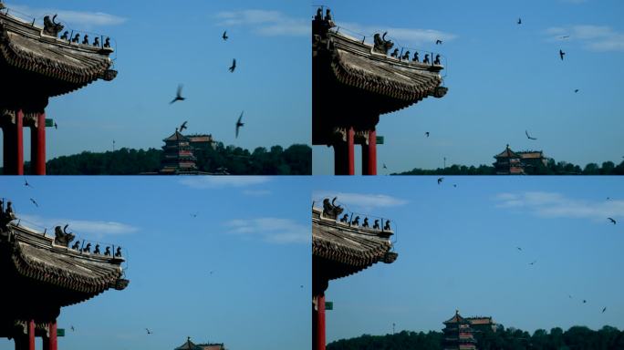 雨燕飞翔慢镜头