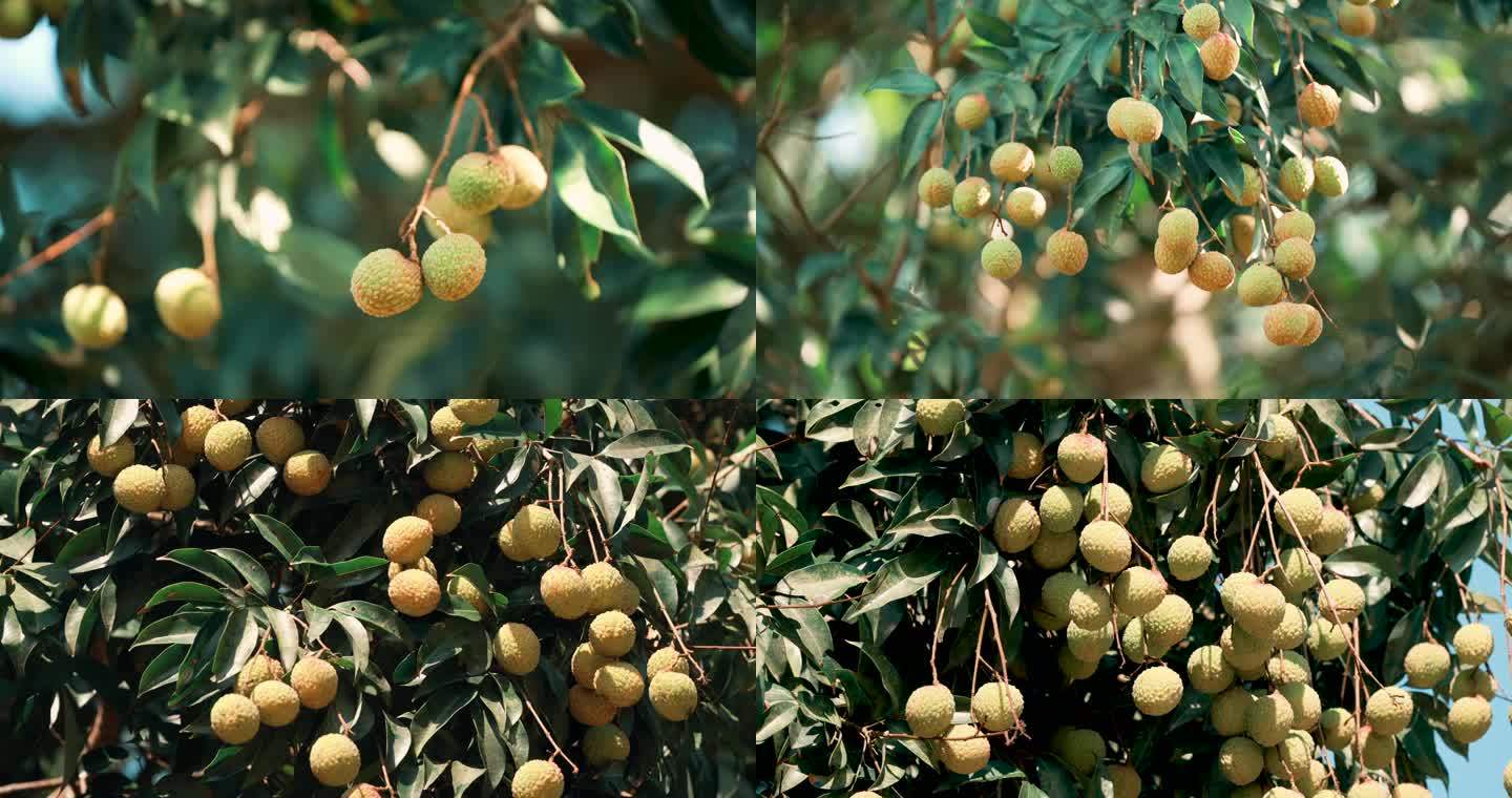 野荔枝