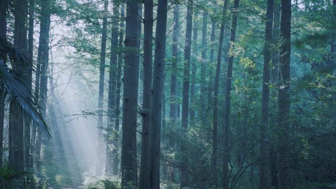 丁达尔光森林天然氧吧森林光影阳光树林