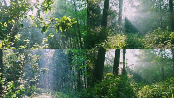 4K大自然森林光影丁达尔光影森林