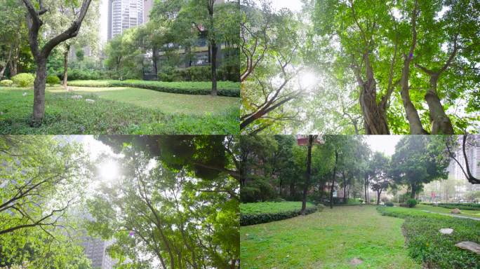 城市公园绿化阳光穿过树梢