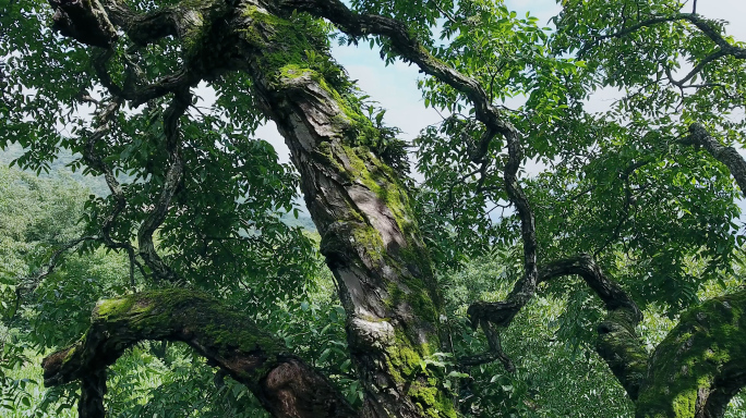 【原创】千年核桃树达芬奇调色