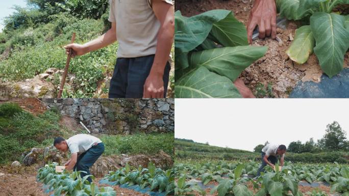 残疾人务农种植烟叶保康郭大荣