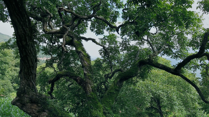 【原创】千年核桃树航拍