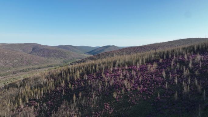 航拍大兴安岭漫山遍野的杜鹃花