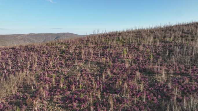 航拍大兴安岭漫山遍野的杜鹃花