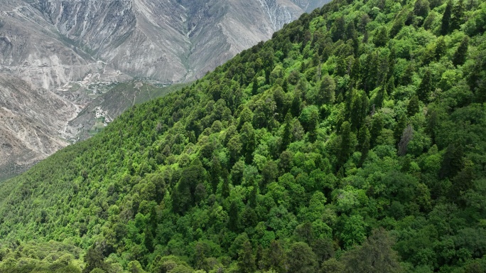 梅里雪山下的森林