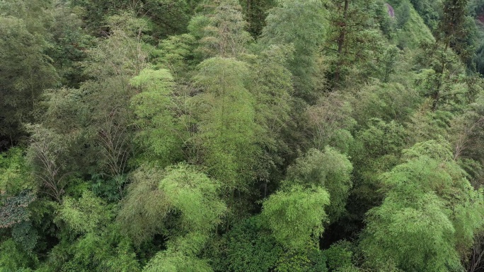 蓝竹竹林环绕航拍自然美景