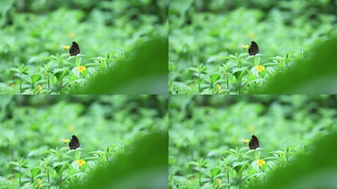 花丛中的蝴蝶