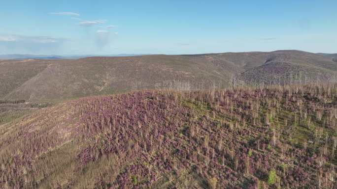 航拍大兴安岭漫山遍野的杜鹃花