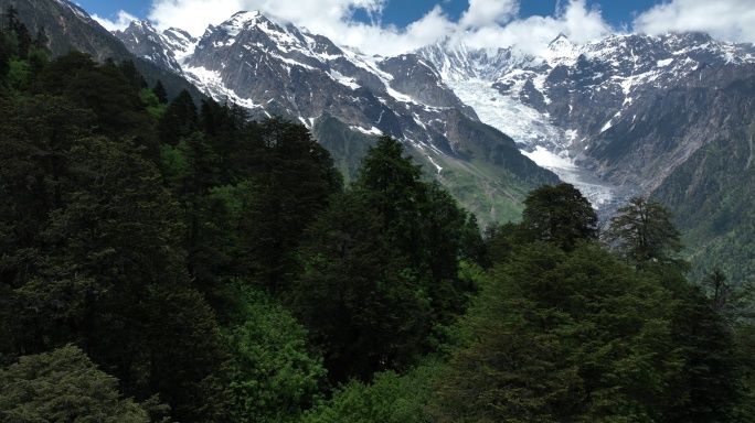 越过森林看梅里雪山主峰卡瓦格博 (18)