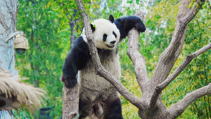 大熊猫国宝熊猫爬树看熊猫