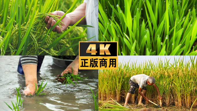 水稻生长农民农业农忙播种稻田插秧收割丰收
