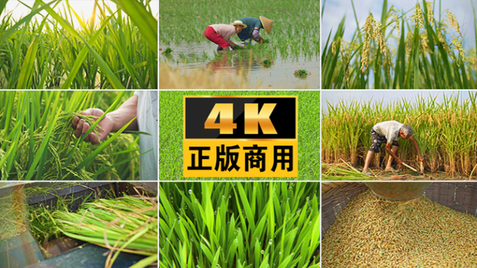 芒种水稻生长农民农业农忙播种稻田插秧丰收