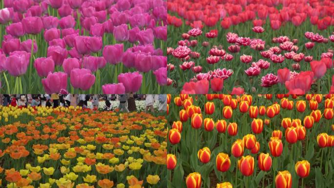 【合集】各个品种颜色的郁金香花丛